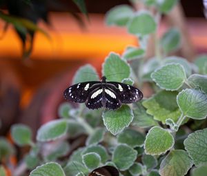 Preview wallpaper neptis rivularis, butterfly, leaves, macro