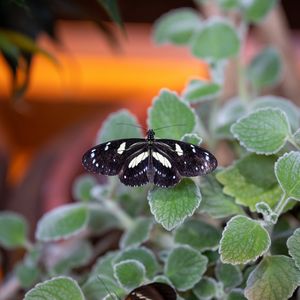 Preview wallpaper neptis rivularis, butterfly, leaves, macro