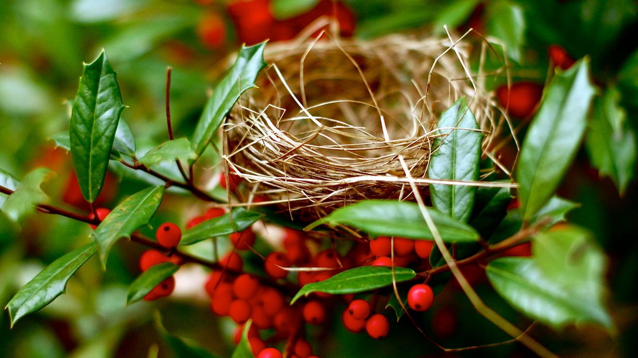 Wallpaper nest, branches, berry, red, summer