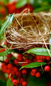 Preview wallpaper nest, branches, berry, red, summer