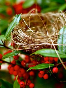 Preview wallpaper nest, branches, berry, red, summer