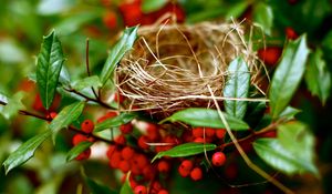 Preview wallpaper nest, branches, berry, red, summer