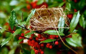 Preview wallpaper nest, branches, berry, red, summer