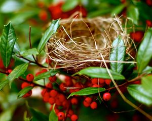 Preview wallpaper nest, branches, berry, red, summer