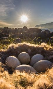 Preview wallpaper nest, eggs, light, grass