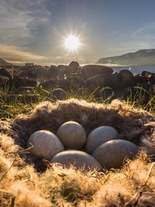 Preview wallpaper nest, eggs, light, grass