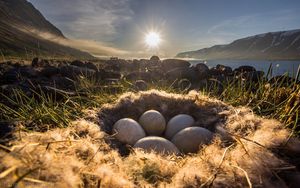Preview wallpaper nest, eggs, light, grass