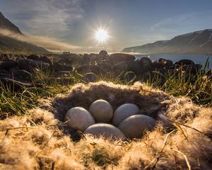 Preview wallpaper nest, eggs, light, grass