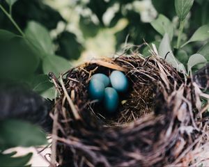 Preview wallpaper nest, eggs, thrush