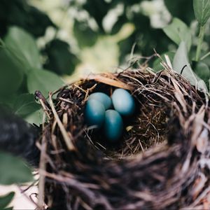 Preview wallpaper nest, eggs, thrush