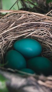 Preview wallpaper nest, eggs, true thrush