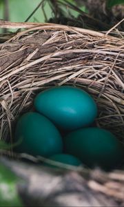 Preview wallpaper nest, eggs, true thrush