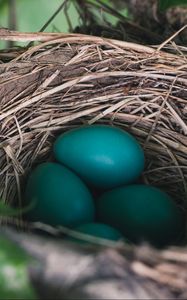 Preview wallpaper nest, eggs, true thrush