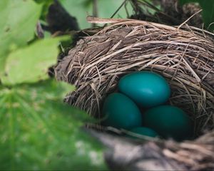 Preview wallpaper nest, eggs, true thrush