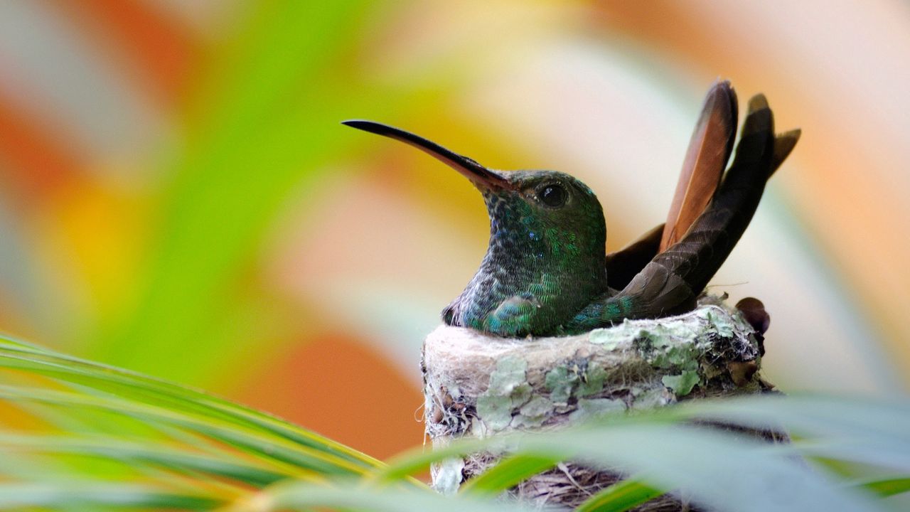 Wallpaper nest, hummingbird, bird