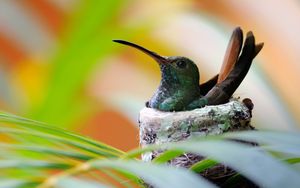 Preview wallpaper nest, hummingbird, bird