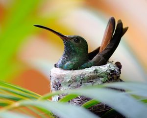 Preview wallpaper nest, hummingbird, bird