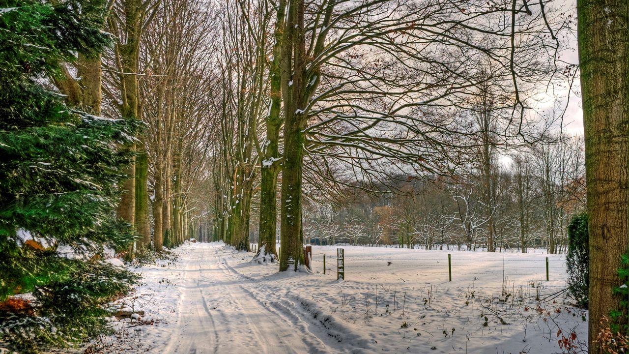 Wallpaper netherlands, road, trees, avenue, snow