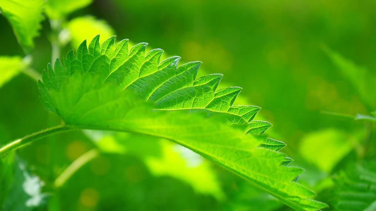 Wallpaper nettle, leaf, close-up