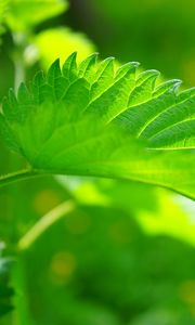 Preview wallpaper nettle, leaf, close-up