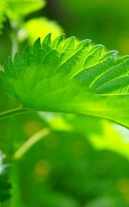 Preview wallpaper nettle, leaf, close-up