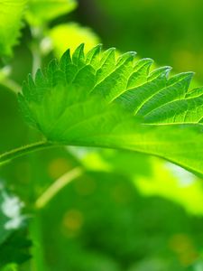 Preview wallpaper nettle, leaf, close-up