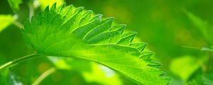 Preview wallpaper nettle, leaf, close-up