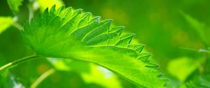 Preview wallpaper nettle, leaf, close-up