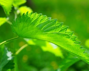 Preview wallpaper nettle, leaf, close-up