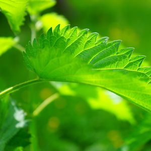 Preview wallpaper nettle, leaf, close-up