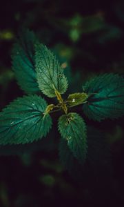 Preview wallpaper nettle, leaves, dark