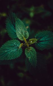 Preview wallpaper nettle, leaves, dark