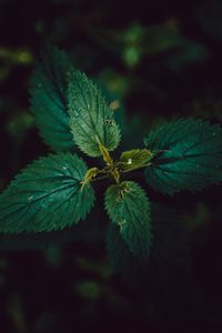 Preview wallpaper nettle, leaves, dark