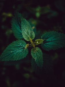 Preview wallpaper nettle, leaves, dark