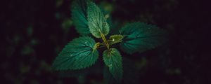 Preview wallpaper nettle, leaves, dark