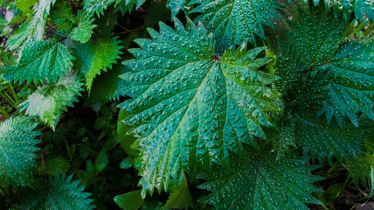 Wallpaper nettle, leaves, drops, close-up