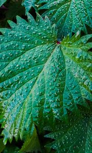 Preview wallpaper nettle, leaves, drops, close-up