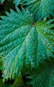 Preview wallpaper nettle, leaves, drops, close-up