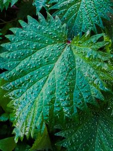 Preview wallpaper nettle, leaves, drops, close-up