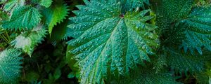 Preview wallpaper nettle, leaves, drops, close-up