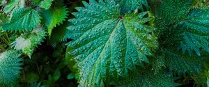 Preview wallpaper nettle, leaves, drops, close-up