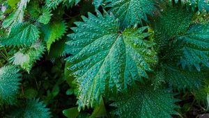 Preview wallpaper nettle, leaves, drops, close-up