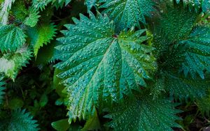 Preview wallpaper nettle, leaves, drops, close-up