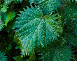 Preview wallpaper nettle, leaves, drops, close-up
