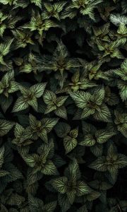 Preview wallpaper nettle, leaves, green, plants