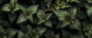 Preview wallpaper nettle, leaves, green, plants