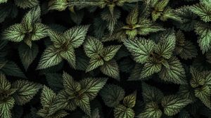 Preview wallpaper nettle, leaves, green, plants