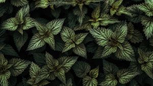 Preview wallpaper nettle, leaves, green, plants