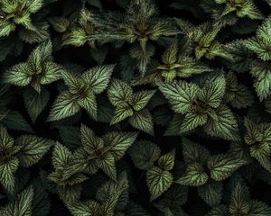 Preview wallpaper nettle, leaves, green, plants