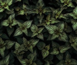 Preview wallpaper nettle, leaves, green, plants